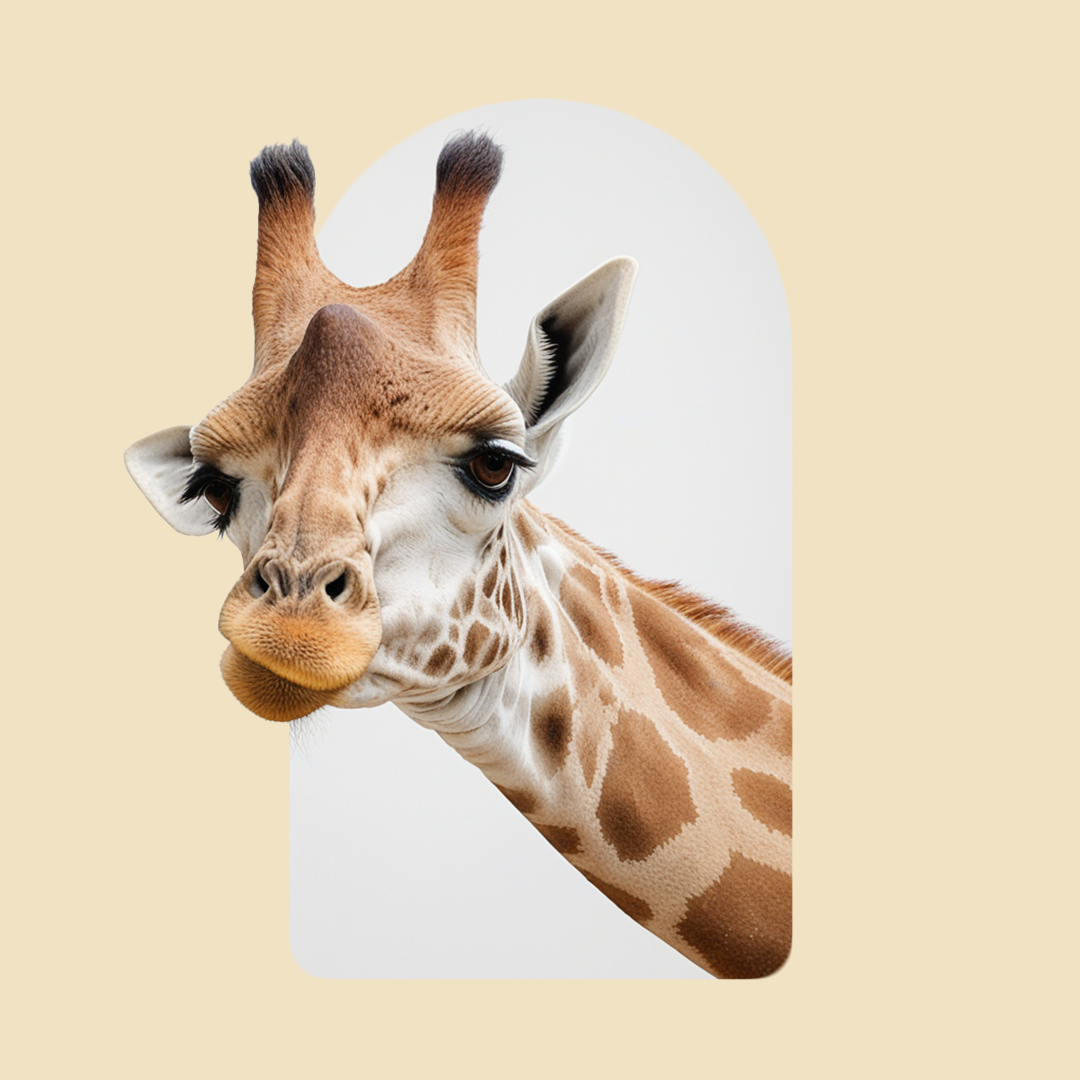 A giraffe with a cheeky face